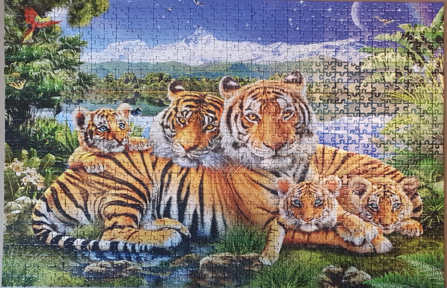 Tigerfamilie (No. 11 010 265) Bild 2